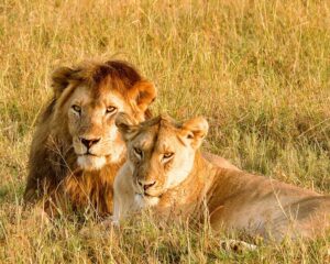 a couple of lions laying on top of a grass covered field