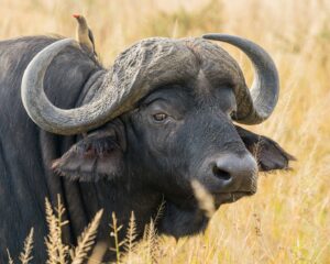 water buffalo on wheat field